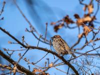 Haussperling Männchen